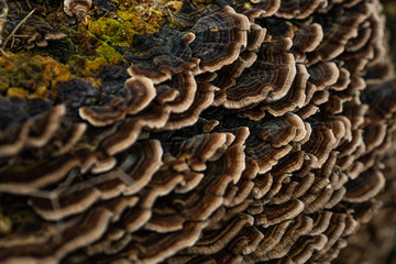 Mushrooms on wood in French coutryside in winter