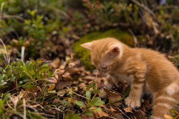 Naklejka na ściany i meble little cat playing in forest
