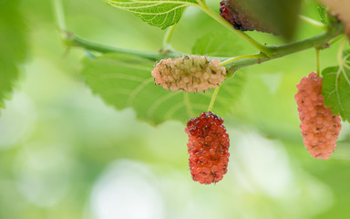 In summer, it's sunny. A close-up of two mulberries growing on a green tree. A fresh green...