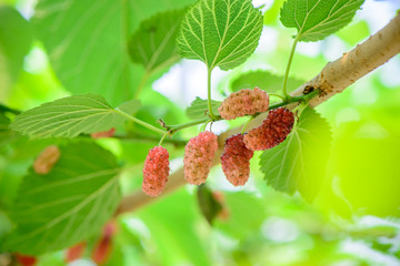 In summer, the sun is shining. Some mulberry fruits grow on the green trees. A fresh and green background photo.