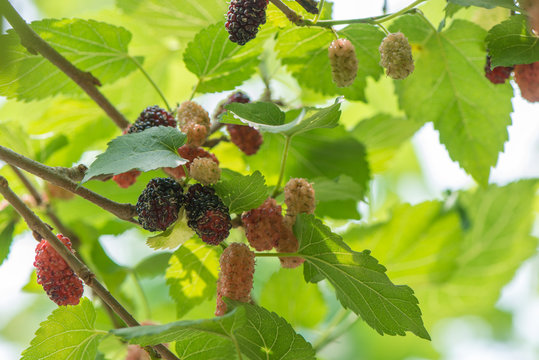 In summer, the sun is shining. Some mulberry fruits grow on the green trees. A fresh and green background photo.