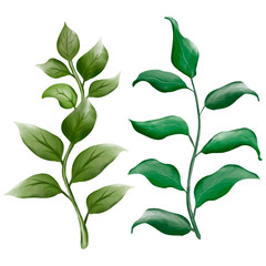 Floral elements. Leaflets. Watercolor illustration. Isolated object on a white background.