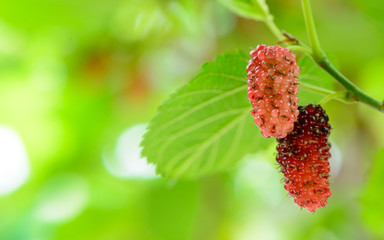 In summer, it's sunny. A close-up of two mulberries growing on a green tree. A fresh green...