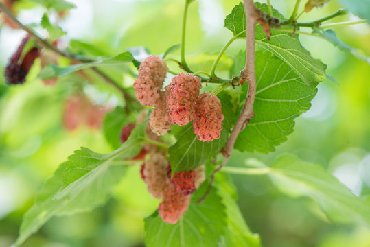 In summer, the sun is shining. Some mulberry fruits grow on the green trees. A fresh and green background photo.
