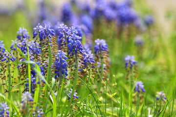 Tufted Grape Hyacinth Purple Flowers