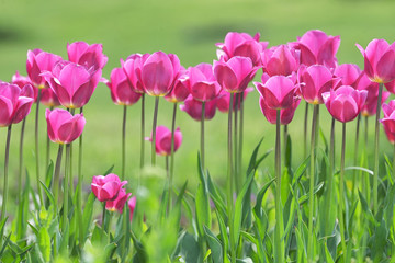 Red Tulips on field in spring