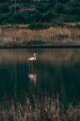 flamingo in nature