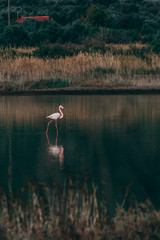 flamingo in nature © Daan