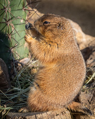 Black-tailed prairie dog