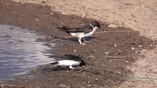 Mehlschwalben (Delichon urbicum) sammeln Baumaterial