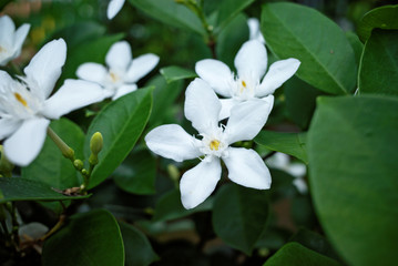 Arctic snow, winter cherry tree, milky way, snowflake flower, Pudpitchaya, Sweet Indrajao, Hyamaraca coral swirl, tellicherry bark (Wrightia antidysenterica) is ornamental flowering plant in garden