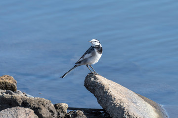 凛とした、でも可愛いセキレイ君