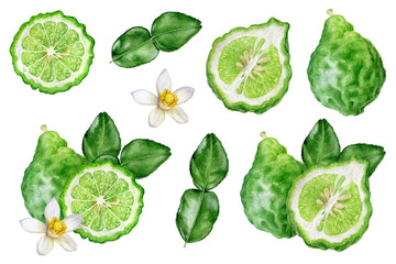 Bergamot with leaves and flower set watercolor isolated on white background