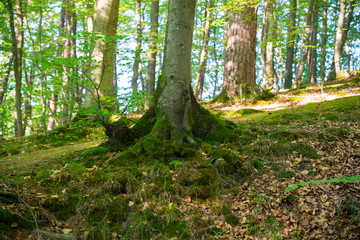 Forest in summer time, Poland