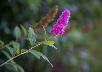 Rose spirea flowers in summer park