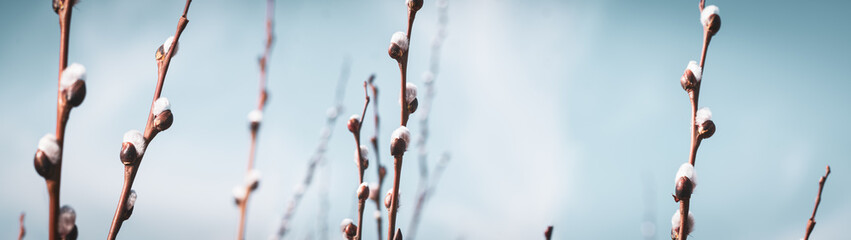Flowering pussy-willow branches in early spring web banner: spring time concept