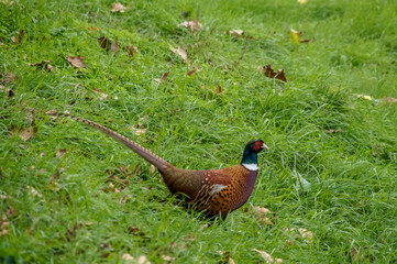 Phaisanus in the wild area.