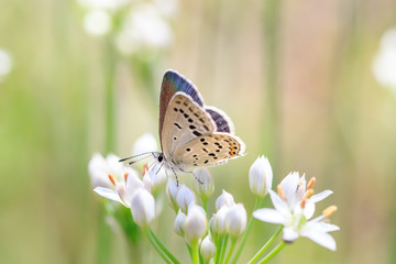 クロツバメシジミ