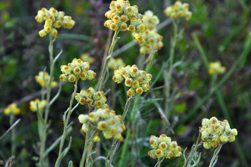 Fototapeta premium In the wild, the blooms immortelle (Helichrysum arenarium)