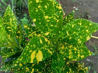 Close up Garden croton (Codiaeum variegatum) in the garden © Mang Kelin