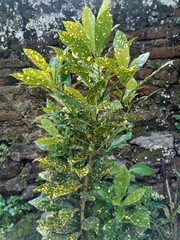 Close up Garden croton (Codiaeum variegatum) in the garden © Mang Kelin