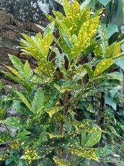 Close up Garden croton (Codiaeum variegatum) in the garden © Mang Kelin