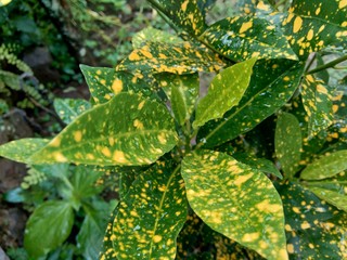 Close up Garden croton (Codiaeum variegatum) in the garden © Mang Kelin