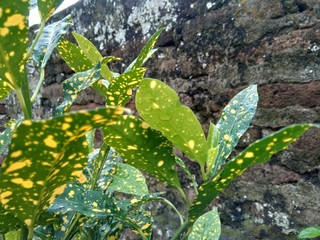 Close up Garden croton (Codiaeum variegatum) in the garden © Mang Kelin