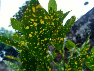 Close up Garden croton (Codiaeum variegatum) in the garden © Mang Kelin