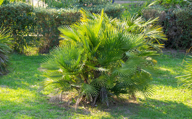 Chamaerops humilis is the only palm growing in Europe, so it is also called the European fan palm.
