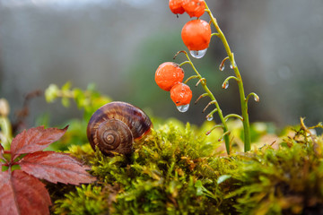 A large brown snail sleeps in its home on its back on green moss next to red Lily of the valley...