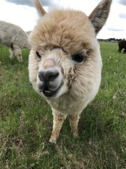 sheep in field