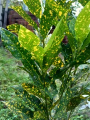Close up Garden croton (Codiaeum variegatum) in the garden © Mang Kelin