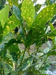 Close up Garden croton (Codiaeum variegatum) in the garden © Mang Kelin