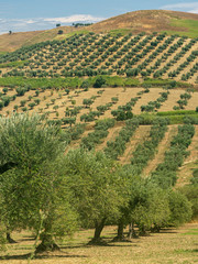 Rural landscape near Lucera, Apulia