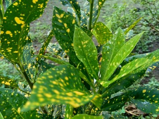 Close up Garden croton (Codiaeum variegatum) in the garden © Mang Kelin