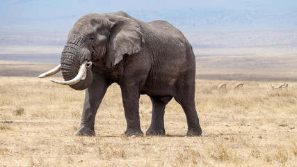 Fototapeta na wymiar solitary elephant in the Serengeti plains, Tanzania
