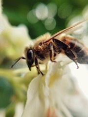 Bee on the flower 