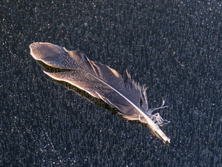 gray bird feather