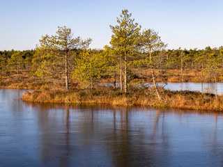 beautiful bog landscape in the morning