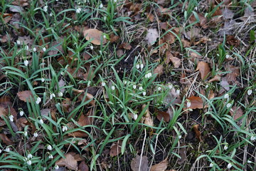 Schneeglöckchen mit Laub und Gras auf einer Wiese