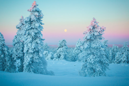Cold day in Lapland