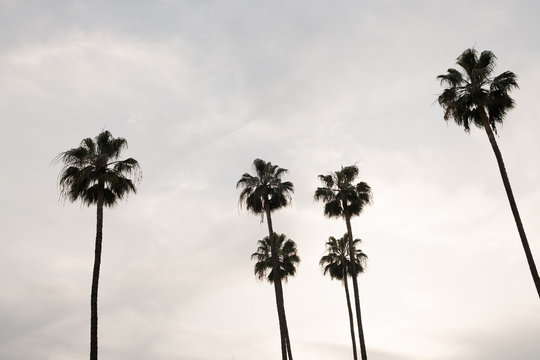 palmeras con fondo cielo azu