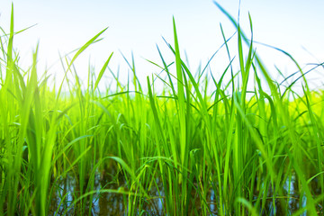 Obraz premium Agriculture green rice field under blue sky and mountain back at contryside. farm, growth and agriculture concept.
