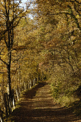 Sendero otoñal en el valle navarro de Ultzama