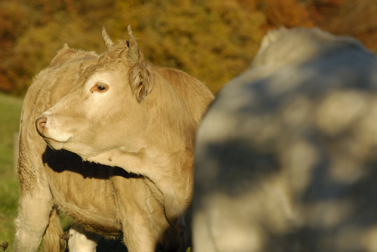 Ganado en el valle navarro de Ultzama