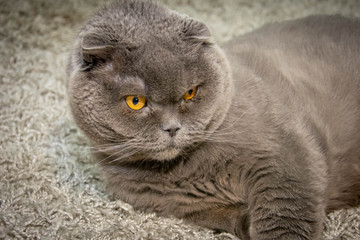 Gray cat on a black background British fold cat with yellow-brown eyes