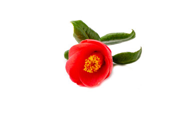 Flor de camelia sobre fondo blanco