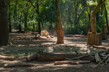 Gamos e Corsos no parque biológico de Gaia, Portugal.