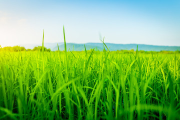 Agriculture green rice field under blue sky and mountain back at contryside. farm, growth and agriculture concept.